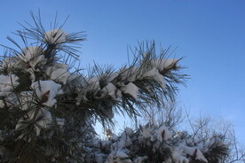 雪
