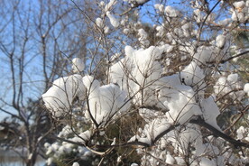 雪棉花