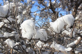 雪棉花