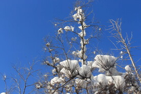 雪棉花