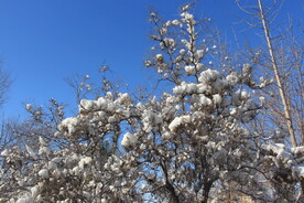 雪棉花