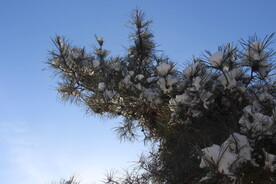 雪