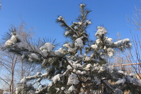 雪