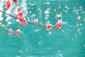 桃花 碧水 高清图片