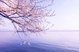 浪漫樱花