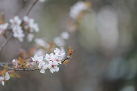 花卉 特写