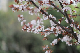 花卉 公园 风景