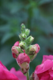 花卉 特写