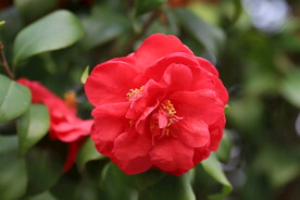 山茶花特写