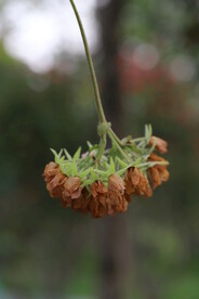 花卉 特写