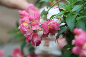 公园花卉 特写