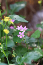 野花