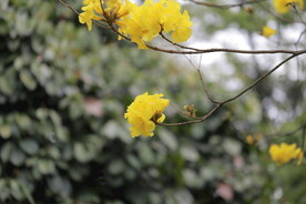 黄花风铃木