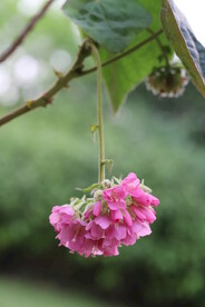 花卉 特写