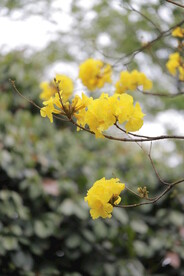 黄花风铃木