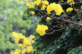 黄花风铃木