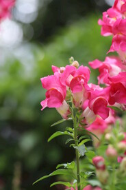 花卉 特写
