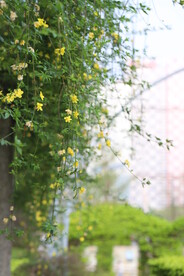 迎春花