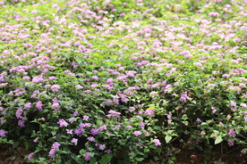 花卉