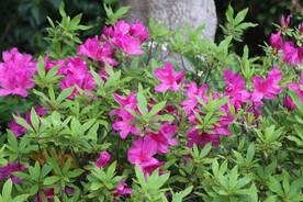 杜鹃花开放