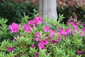 杜鹃花开