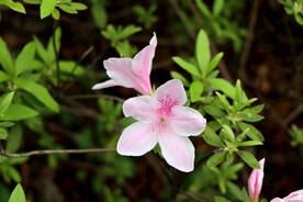 杜鹃花开放