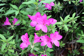 杜鹃花开