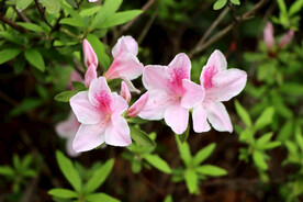 杜鹃花