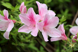 杜鹃花特写