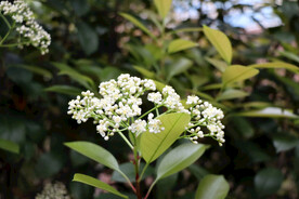 春天野花