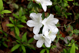白色杜鹃花
