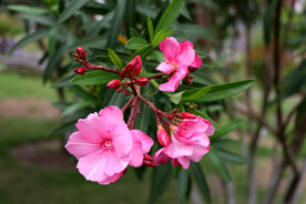 夹竹桃花
