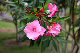 夹竹桃花