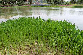 湿地风光