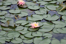 水莲花