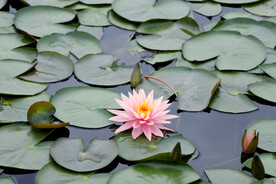粉色水莲花