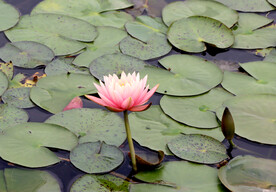 水莲花