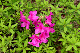 杜鹃花