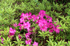 粉色杜鹃花