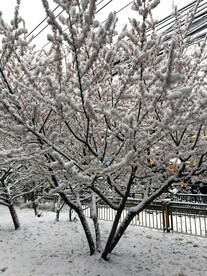 雪景