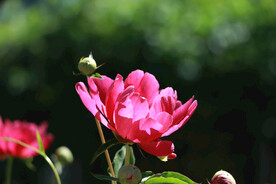 牡丹花