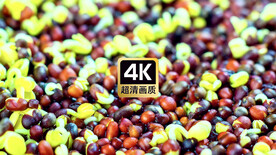 豆子发芽特写视频