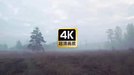 唯美冬季薄雾森林