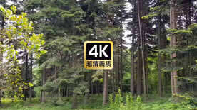 森林植被美景