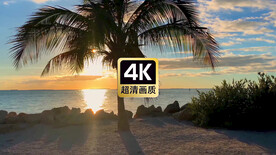 海边夕阳中的椰树