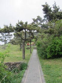 松树