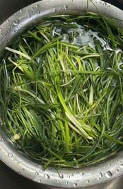 小野蒜