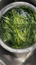 小野蒜