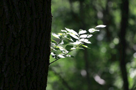 树叶