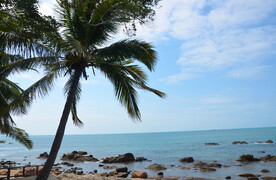 椰树海边蓝天